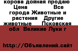 корова дойная продаю › Цена ­ 100 000 - Все города Животные и растения » Другие животные   . Псковская обл.,Великие Луки г.